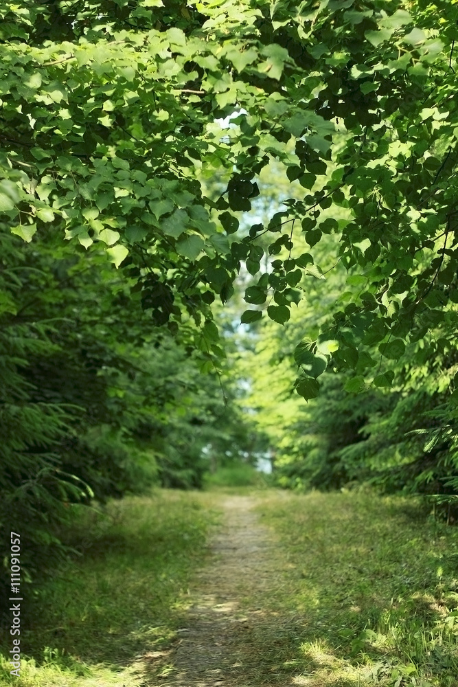 Path in the forest among the trees
