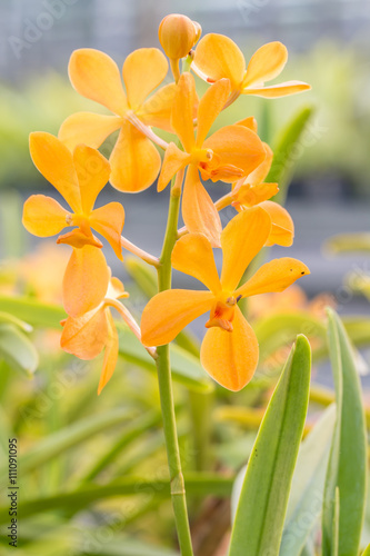 Fototapeta Naklejka Na Ścianę i Meble -  Orange, Yellow Mokara orchid in farm.