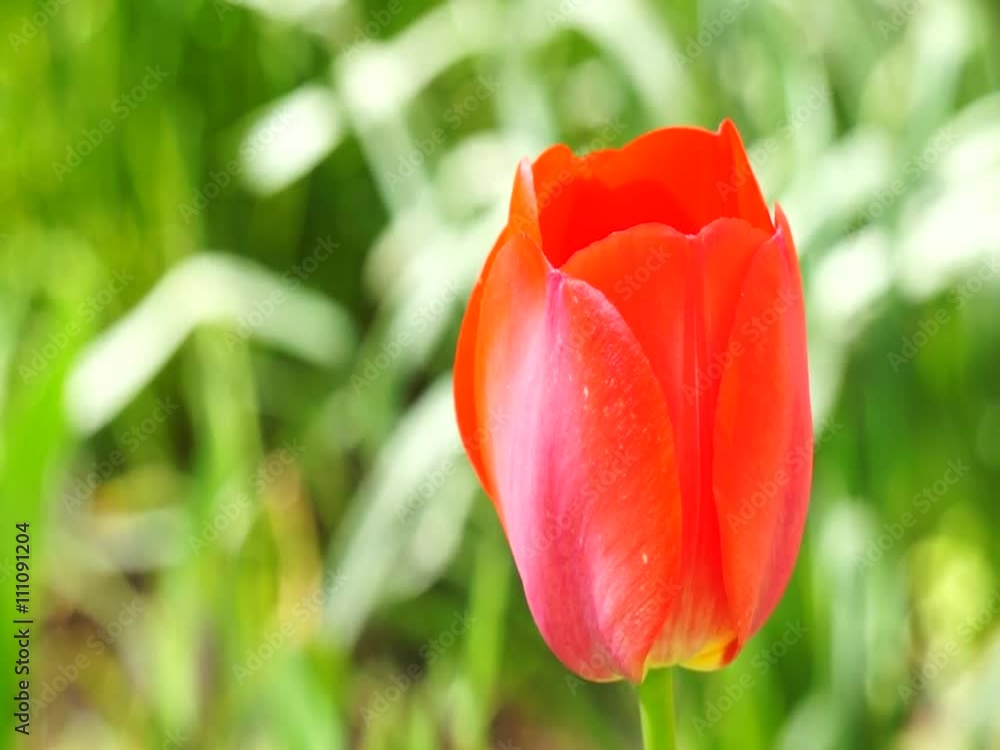 Bright colorful flowers swaying in the wind Bright colorful flowers swaying in the wind