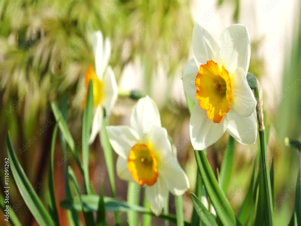 Bright colorful flowers swaying in the wind Bright colorful flowers swaying in the wind