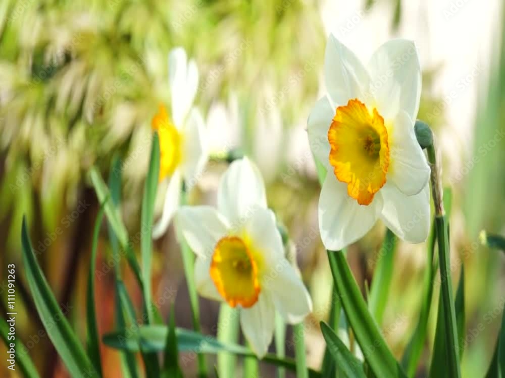 Bright colorful flowers swaying in the wind Bright colorful flowers swaying in the wind