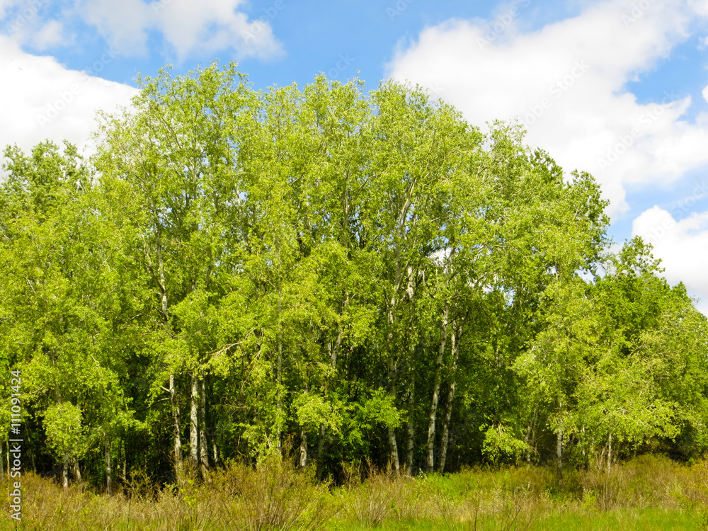 Obraz premium Landscape