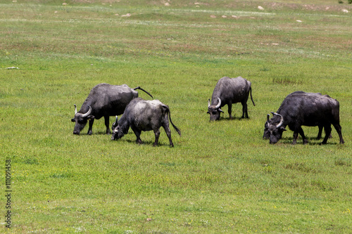 Buffalo grazing next to the river Strymon spring in Northern Gre