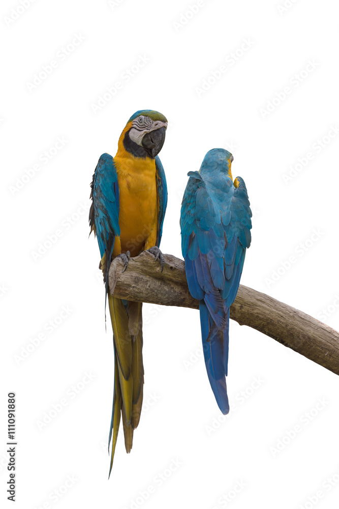 Colourful parrots isolated on white