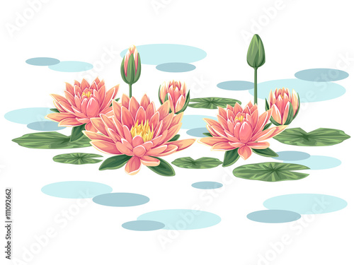 Pink waterlilies vector