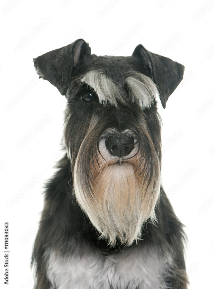 black and white miniature schnauzer