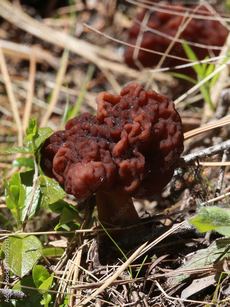 False Morel - Gyromitra esculenta False Morel - Gyromitra esculenta