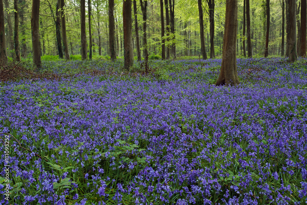 Fototapeta premium Bluebells in Wepham Woods