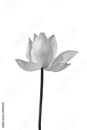 Fototapeta Naklejka Na Ścianę i Meble -  Lotus in black and white on white