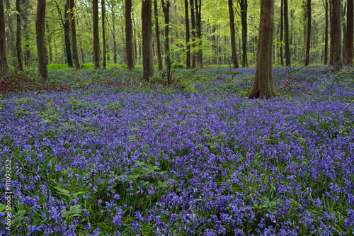 Bluebells in Wepham Woods