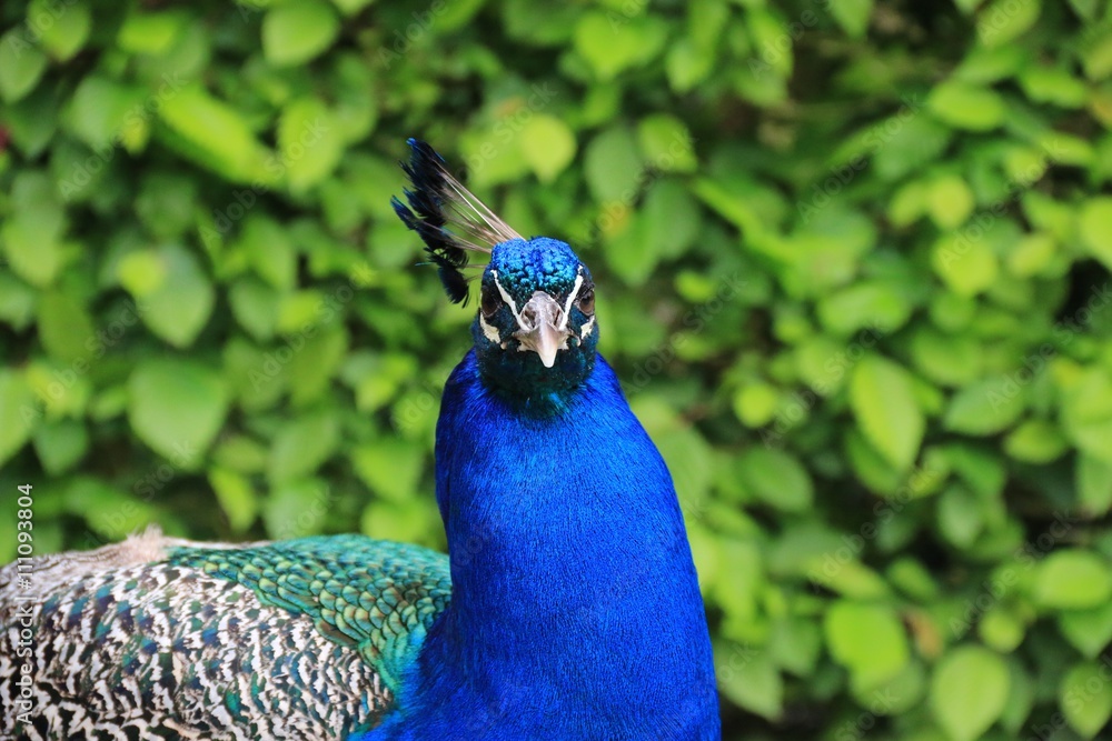 Obraz premium THE PEACOCK