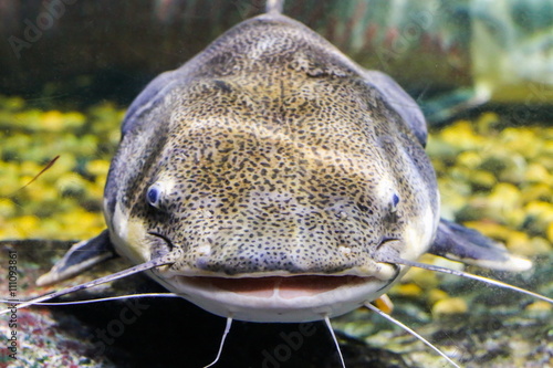 Obraz na plátně Redtail catfish (Phractocephalus hemioliopterus)