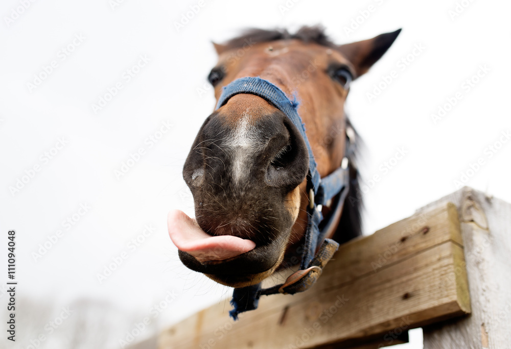 Muzzle of a horse close up.