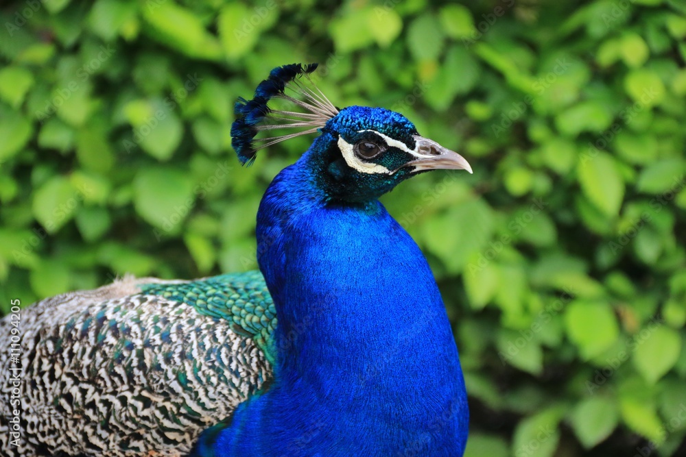 Obraz premium THE PEACOCK