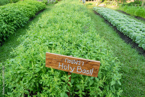 Holy basil in Vegetable garden