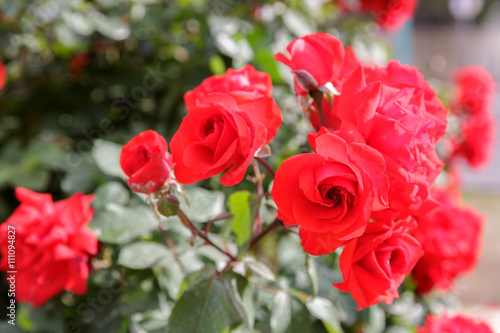 Some mature red ripe roses