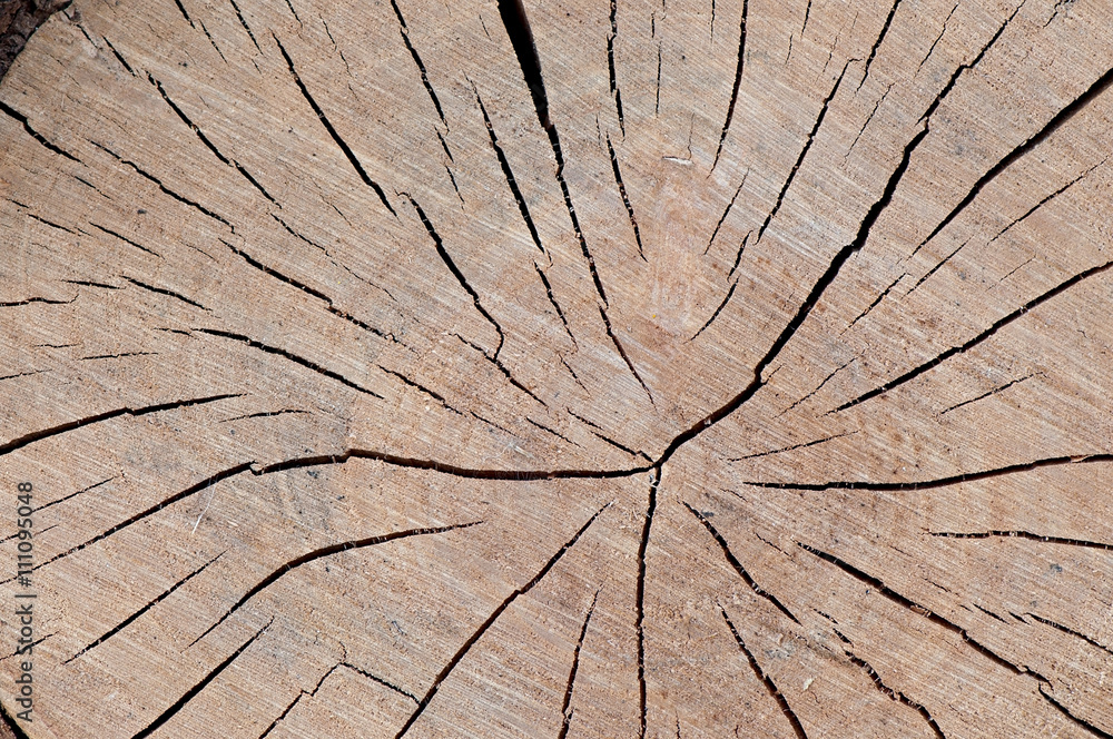 Fototapeta premium Background of wood, texture wood