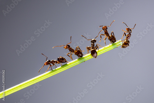 Team of ants.