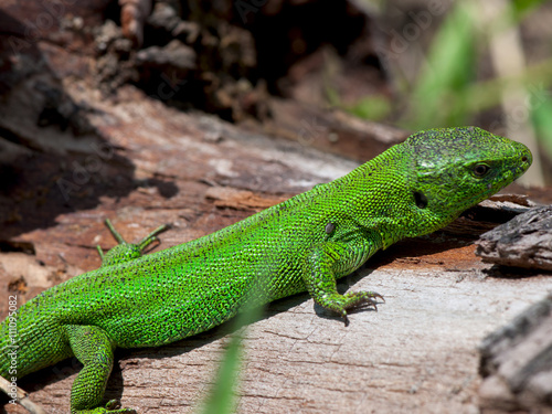 Green lizard on a background of an old tree. © TADDEUS
