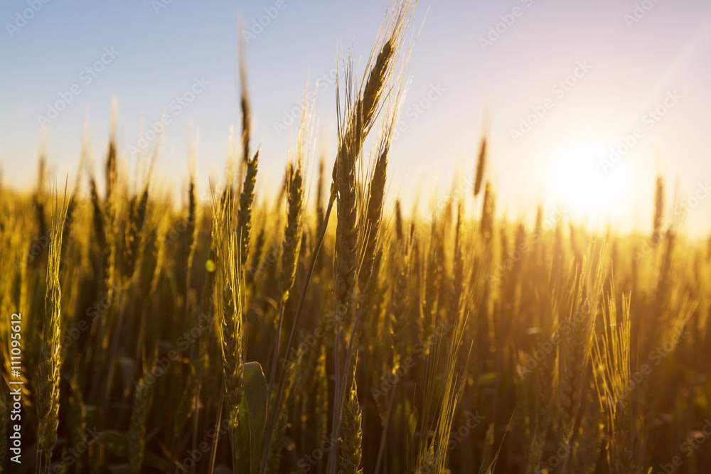 Wheat Wheat