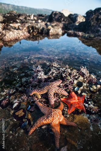 Vibrant Seastars in Tide Pool