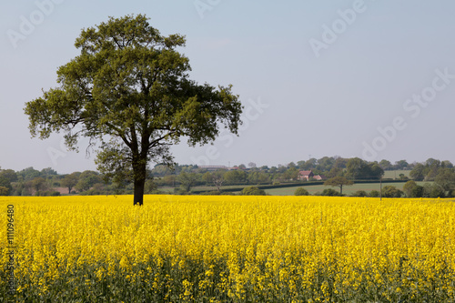 Картината върху платно Rape in the Essex countryside