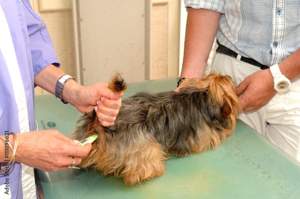 prise-de-temp-rature-d-un-chien-stock-photo-adobe-stock