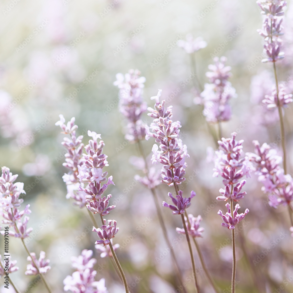 Fototapeta premium White Lavender 