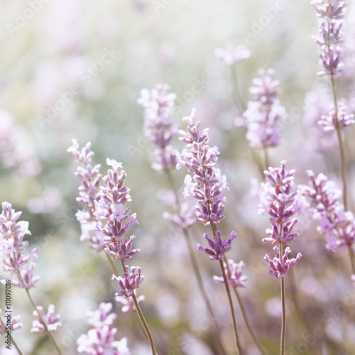 Fototapeta Naklejka Na Ścianę i Meble -  White Lavender
