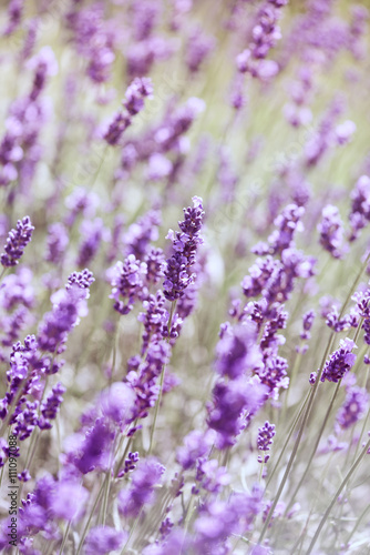 Purple Lavender 