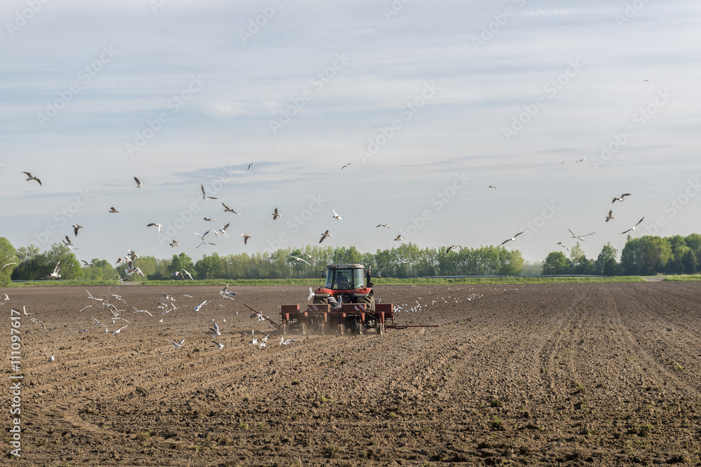 Obraz premium Rode tractor ploegend op het bouwland