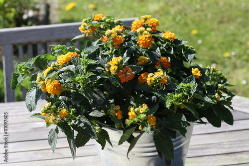 Canvastavla wandelröschen, Lantana camara, rasen, zinkeimer, gelb, grün