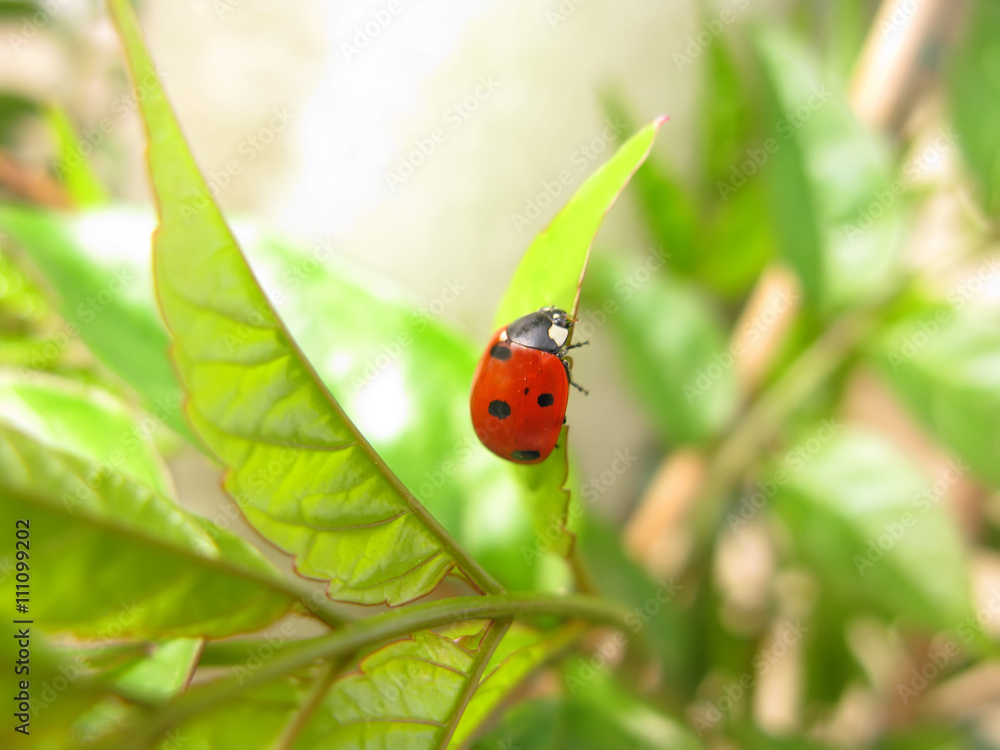 Ladybug close-up Ladybug close-up