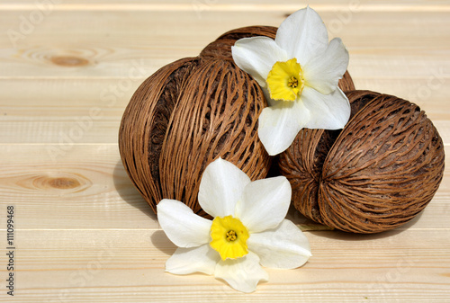 Decorative coconuts from the tree with Narcissus on the background of pine boards
