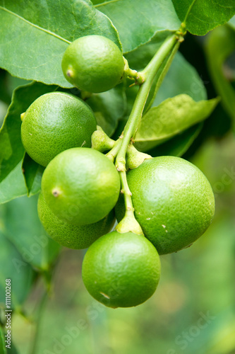 Wallpaper Mural lemons Torontodigital.ca