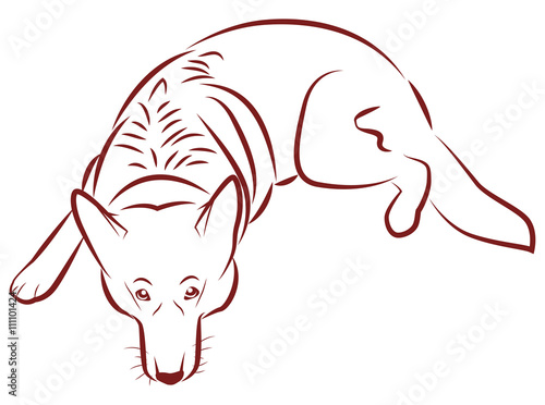 The contours of the German Shepherd