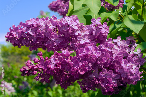 Spring lilac flowers.