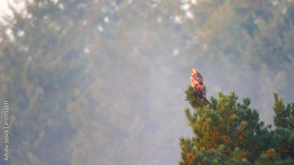 Common buzzard (Buteo buteo) bird of prey sitting in a pine tree in the morning light. Common buzzard (Buteo buteo) bird of prey sitting in a pine tree in the morning light.