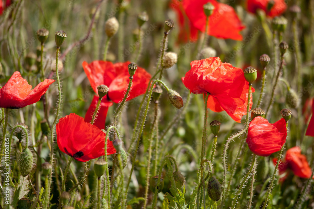 Fototapeta premium Field of Poppies in Sussex