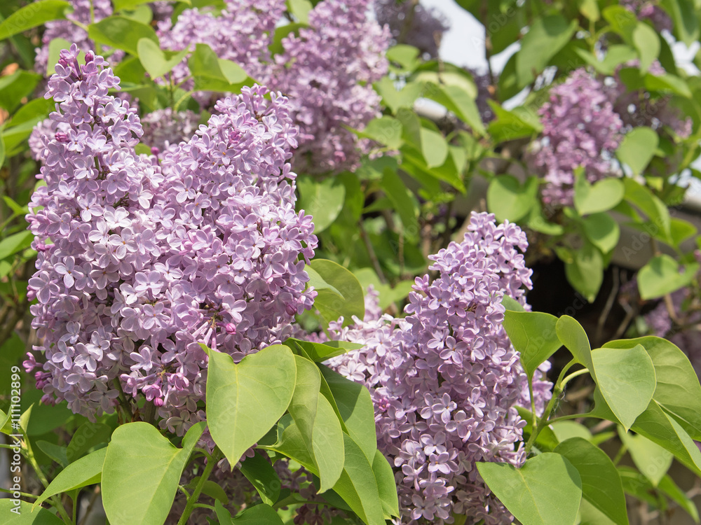 Obraz premium Flieder, Syringa, Blüten