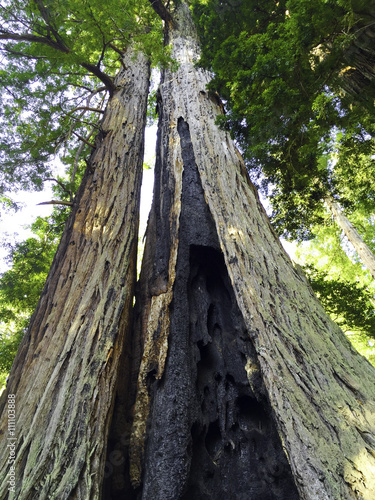 California Big Basin Redwood Tree