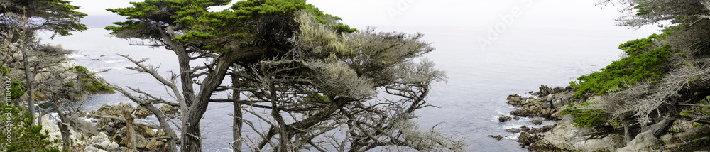 Cypress Trees on Pacific Coastline at Carmel, California