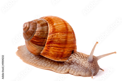 Live snail crawling on a white background close-up macro