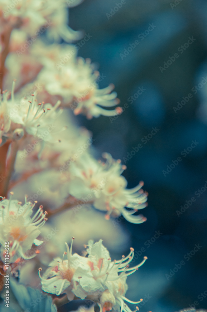 Horse-chestnut (Aesculus hippocastanum, Conker tree) flowers Horse-chestnut (Aesculus hippocastanum, Conker tree) flowers