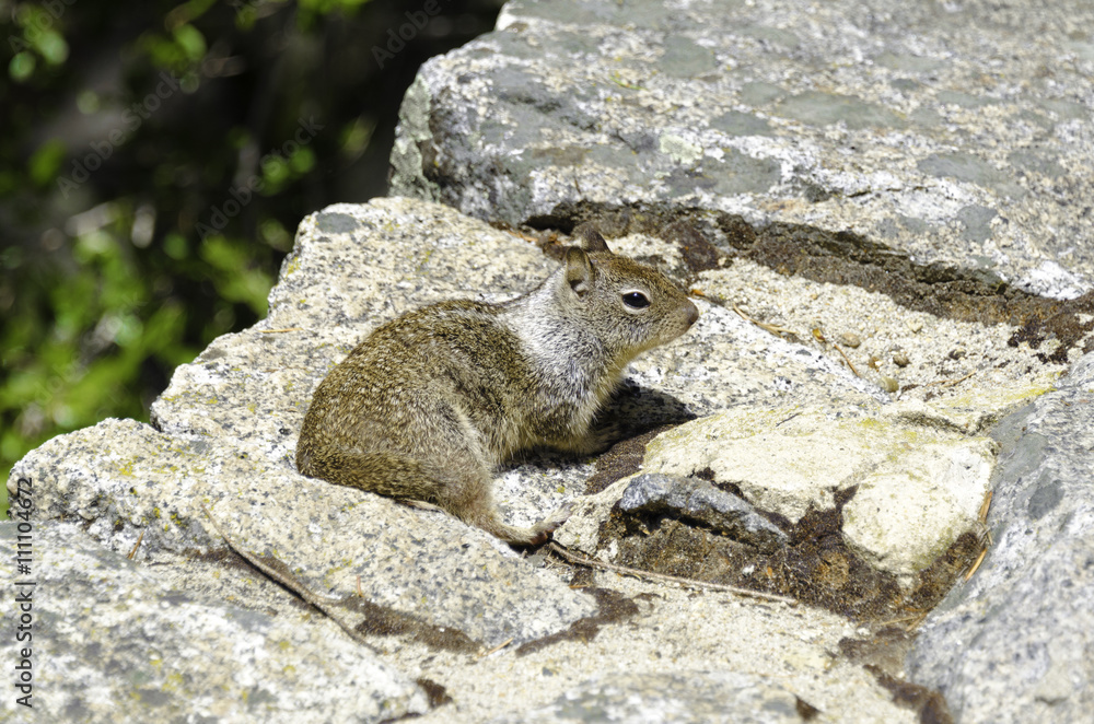 Squirrel Squirrel
