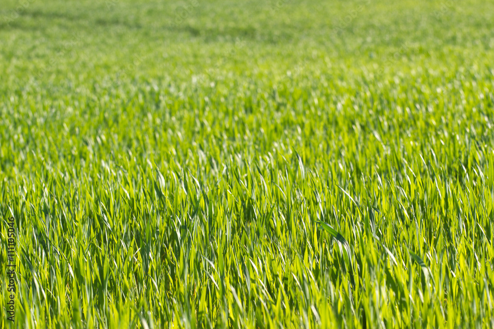 Green color grass texture. Field of wheat sprouts, Ukraine Green color grass texture. Field of wheat sprouts, Ukraine
