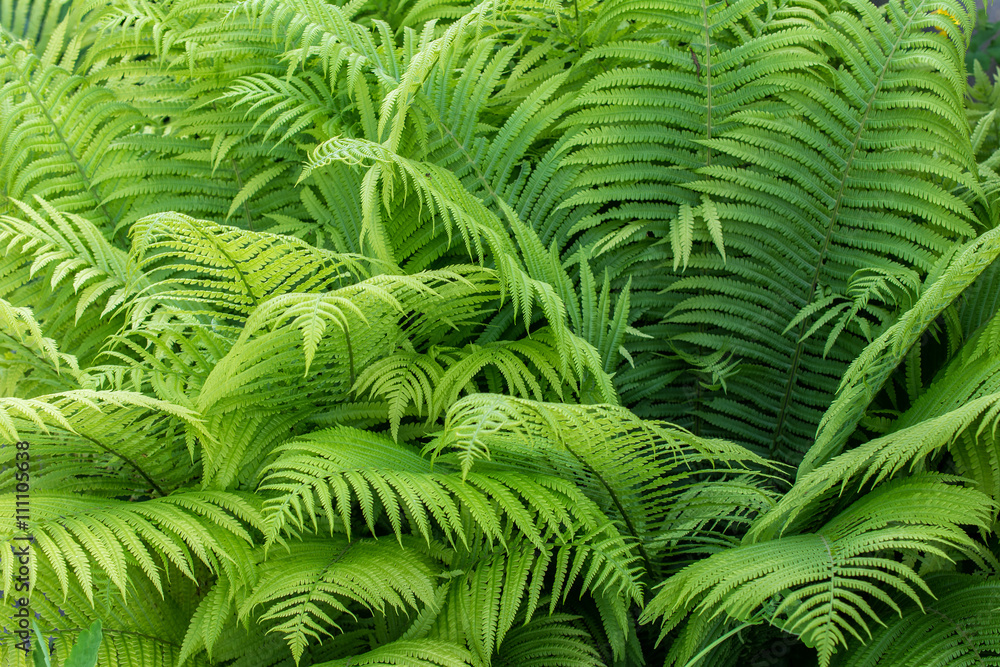 Fern Fern
