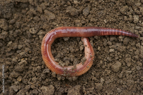 Earthworm - Lumbricus terrestris