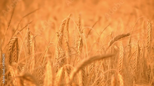 Beautiful, golden wheat field
 photo