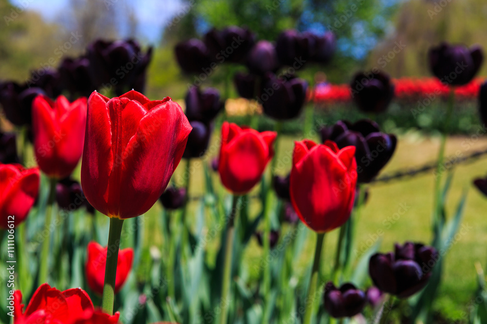 Tulips spent and full bloom Washington Park Albany NY, at Tulip festival near Mother's Day Tulips spent and full bloom Washington Park Albany NY, at Tulip festival near Mother's Day